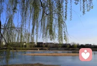 春之美，柳之韵，在眉眼盈盈处，在陌上迟迟归。它既是光阴的信物，也是人间的诗行。配图