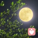 回眸一笑的头像