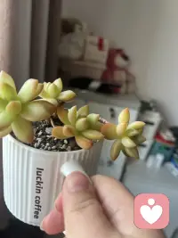 请你相信，你在别人身上看见的非凡与魄力，心底深处一定同样蕴藏光芒。若自身不曾拥有，便无从读懂、无从共鸣。你欣赏崇拜的人，藏着你的品味、志趣与向往；你心生厌弃的人，映着你的底线、坚守与原则。众生皆是自己的镜像，看懂他人，终是看清自己。向内深耕，唤醒本真力量，活出心底那份原本就有的笃定与锋芒。配图