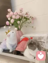 心软软的时刻，是猫咪蹭过来的瞬间！😈