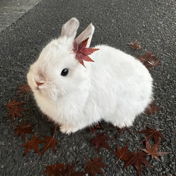 纳尼
