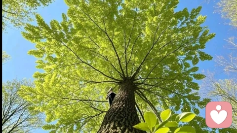 像树一样生活：向下扎根，随风生长