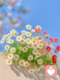 在一起时，如花绽放，不吝啬任何一缕芬芳。结束时，不过是花期已至，从容谢幕。你既未曾辜负阳光雨露，又何必为四季更替而忧伤？ 尽心，就是圆满。配图