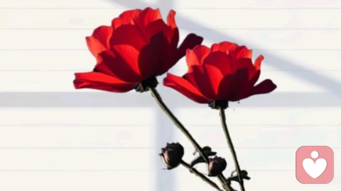 情绪不是你的敌人，而是你内在最忠诚的“力量信使”