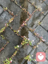 别总盯着目的地看。最美的馈赠，向来是导航失灵、抄近路走错、或者干脆赖着不走时，撞见的。比如转角花店溢出的香，或陌生人递来的一小包纸巾。人生是旷野，惊喜是给那些愿意偶尔“偏航”的人准备的。配图