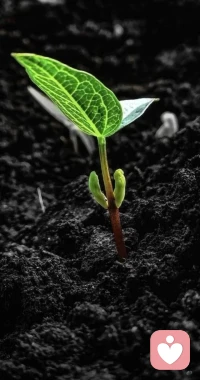 种子在破土前，要把99%的能量用于向下扎根。你看不见它生长，不代表它没有在生长。 你的“蓄力期”同样庄严。当积累的暗能量到达临界点，向上突破，只是一瞬间的、水到渠成的事。配图