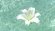 心理种子：你内心那些被忽略的、尚未发芽的可能性