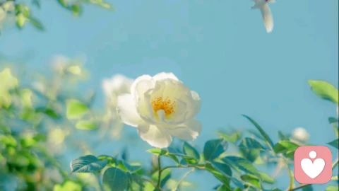 心理滤镜:如何识别并调整你内心那副“有色眼镜”