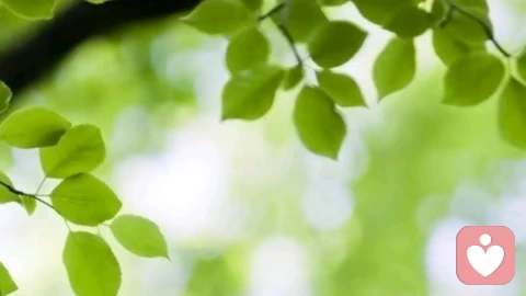 心理生态系统:如何理解并养护你内心那片复杂的“内在雨林”