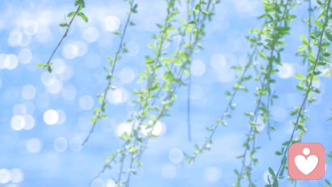 心里柳条:如何让柔弱成为你最坚韧的力量