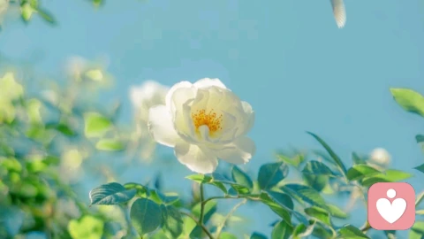 在平凡日子里种下美好,让内心四季常青