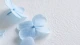 为什么你总在关系里先道歉——不是温柔，是早期依恋在兜底