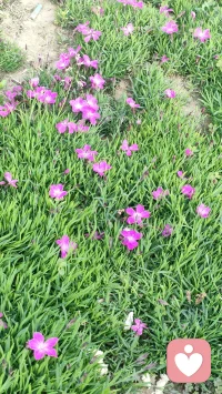 越做心理倾听越明白，
关心真的不是越多越好。
 就像做菜放盐，
少了没滋味，多了反而苦。
 有时候来访者只是想被听见，
不是要一堆大道理，
也不需要过度热情和安慰。
 话多了，关心满了，
反而会让人喘不过气，想躲开。
 恰到好处的陪伴，
不多说，不越界，不施压，
安安静静陪着，就够暖。
 盐放对，菜才香；
分寸对了，陪伴才走心。