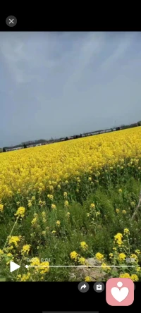 春风拂面，草木初青，正是踏春好时节。漫步郊野，看花开遍野，听溪水潺潺，暖阳洒在肩头，烦恼也随微风散去。寻一处清幽，赏一片新绿，不负春光，不负自己，把温柔与欢喜，都藏进这人间四月天。配图
