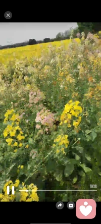 春风拂面，草木初青，正是踏春好时节。漫步郊野，看花开遍野，听溪水潺潺，暖阳洒在肩头，烦恼也随微风散去。寻一处清幽，赏一片新绿，不负春光，不负自己，把温柔与欢喜，都藏进这人间四月天。配图