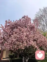 我又想你了，这是心里话，不是情话。有时连我自己都羡慕，心是自己的，可里面装的都是你。我不会说什么甜言蜜语，就是真心惦记你，在意你开不开心，累不累。这份想念很实在，不是一时新鲜感，是打心底里的牵挂，控制不住，也不想克制，就想安安稳稳把你放在心里。