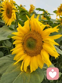 不想老也老了，不想输也输了，不甘心也妥协了，不情愿也接受了，竭尽全力也没有经营好这一生，万般皆是命 半点不由人，上有养育之恩要还，下有抚育之责要尽，我也想成为父母的骄傲，我也想给自己一个交代，可这生活真的好难，到了这个年纪自己就是屋檐，再也没有躲雨的地方...
愿新的一年向阳而生与光同尘！配图