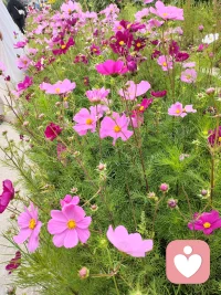 暖阳漫过窗台头，暖意浸满衣袖柔，愿你烦来皆可走，苦来皆可休，三餐四季皆清欢，岁岁年年皆安暖，柔风拂面驱寒忧，暖光入眸解尘愁，心无褶皱皆温柔，身无疲惫皆清悠，愿你前路皆锦绣，疗愈所有难与忧，岁岁长安乐无忧。配图