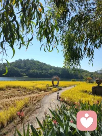 只要情绪稳定，你是很难生病的。
身是菩提树，心如明镜台。
人这一生最好的风水，其实就在你的方寸心田，莫向外求，先向内观照自心。
心能转静，身便随安。
真正的养生本是一场内心的放生，别和琐事纠缠，别与人斤斤计较，学会对无常微笑，对过往释怀。
紧绷的神经一松，淤堵的气血自会通畅，心若无尘，身便无病。
愿你余生修一颗清净心，得一副自在身。配图