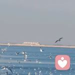 果断溶解驿站之心的头像