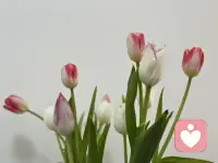 没关系，你可以破碎。

但记得，在破碎的缝隙里，

种一朵花，哪怕很小，哪怕很慢。配图