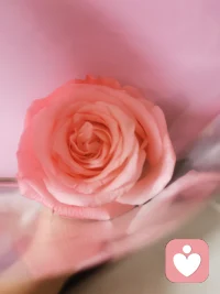 把温柔折进花瓣里，慢慢治愈自己。配图