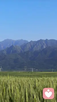 秦岭脚下，青青麦浪～配图