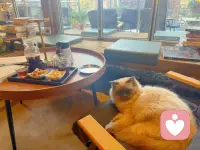 能让我开心的，就是完美的人生！配图