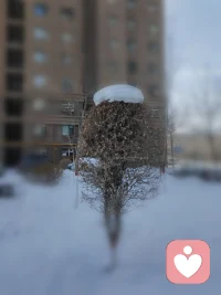 给你们看个戴帽子的树，精致不配图