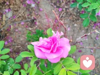 人彻底放下“我必须变好”的执念时，改变才真正开始。罗杰斯说：改变的前提不是鞭策，而是接纳。当你被允许“就这样也可以”，防御瓦解，成长自然发生。“挺好心态”正是如此——活着挺好，钱够花挺好。不再为“配得”耗尽心力。你本自具足，不必完美才值得存在。接纳真实的自己，就是改变的起点。配图
