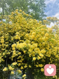 顺其自然，不是对生活的无奈妥协，而是看清世事无常后，对规律、对人性、对命运最大的敬畏。事事苛责、强求如愿，本质是过度自我中心的自恋，总想让外界按自己的心意运转，不肯接纳无常与不完美。配图