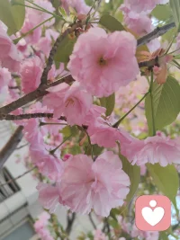 心力不足时，最温柔的关怀恰恰是“暂停”。

允许自己暂时不必“解决”什么。像对待发烧一样对待疲惫：躺下，减少输出，不做重大决定。把“我应该”换成“我可以”。

每天做一件极小的事——烧水、叠被、发呆五分钟。不追求完成，只体验行动本身。这是对自我最深的尊重：承认此刻的有限，但不放弃善待。

真正的坚韧，是从接纳“我暂时撑不住了”开始的。配图