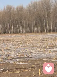 车窗外的树影向后退去，枯黄的田埂上还留着残雪，像极了生活里那些没完全化开的心事。配图