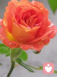 那些情绪上头，却又无人倾诉的时刻，你能做些什么

这种时候，最难的不是情绪本身，是“无人可讲”带来的孤独感——情绪明明已经满到快要溢出来，却找不到一个可以接住它的人。

我懂这种感觉。而且我想先说一句：这真的不是你的问题。 不是因为你人缘不好，也不是因为你不够值得被倾听。恰恰是因为有些情绪太重、太复杂，你本能地知道，随便找个人讲出来，不但不会被理解，反而可能更累。

1. 把心里的话“写”出来，不为了记录，为了倒空

不用管文笔，不用考虑逻辑，就用手机备忘录或一张纸，写下你现在脑子里蹦出来的所有话——

“我今天真的很烦，烦死了，不知道在烦什么但就是烦。”
“他说那句话的时候，我心里咯噔一下，但我什么都没说。”
“我好累，不是身体累，是那种说不出来的累。”

写出来不是为了分析、不是为了解决。写，是因为那些话堵在胸口会发酵，而写下来就是把它们从身体里请出去。 你可以写完就删，也可以撕掉，也可以锁进备忘录最深处。这个过程本身，就是一场无人知晓但完整完成的倾诉。

2. 把情绪“实体化”

情绪太抽象的时候，人会发懵。试着把它变成看得见、摸得着的东西。

如果你觉得心里堵，就用最大力气捏一个抱枕、捶几下枕头。
如果你觉得喉咙发紧，就喝一大口冰水，感受凉意划过食道。
如果你觉得整个人乱糟糟的，就去洗个澡，让水流从头浇下来——像把那些情绪冲进下水道。

这不是发泄，这是在告诉你的身体：我接收到信号了，我在处理了。

3. 给自己搭一个“情绪出口”清单

趁情绪没那么强烈的时候，给自己列一份清单。不需要思考，只需要执行的清单。

比如：

· 下楼走一圈，数经过了几盏路灯
· 听一首每次听都会平静下来的歌
· 把手机调成黑白模式十分钟
· 抄一段喜欢的文字，字好不好看无所谓

当情绪上头的时候，你的大脑是混乱的，根本想不起来“我可以做什么”。这时候不需要决策力，只需要指令。 清单就是提前存好的指令，直接照着做就行。

4. 接纳“无人可说”这件事本身

有些情绪，确实没法对任何人讲。
不是因为别人不爱我们，而是有些感受太贴身、太微妙，讲出来就变味了。或者讲了，对方安慰几句，你反而要反过来照顾“对方为你的担心”——更累。

那些无人可说的时刻，你其实是在保护自己的情绪，不让它被轻率地对待。这是你对它的尊重，也是对自己的温柔。而当你准备好了，那个能接住你的人，会出现的。配图