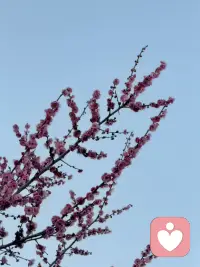 🌸春天该很好