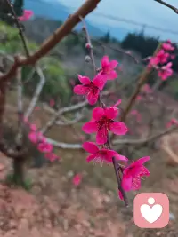 允许一切发生，接纳自己的普通，相信慢慢来也很好。

财运会来，好运会来，更重要的是——心安会来。
不纠结、不内耗、不焦虑，心稳了，路就顺了；心宽了，福就到了。

大年初五，破忧除虑，轻装上阵。
愿你眼里有光，心中有爱，生活有热望，人生有方向。配图