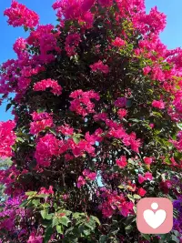 很多人以为，情绪稳定就是不难过、不生气、不焦虑。其实真正的情绪成熟，是允许自己有情绪，却不被情绪困住。
难过时不必硬撑，烦躁时不必压抑，迷茫时不必自责。你可以脆弱，可以疲惫，可以暂时停下。
生活本就是一边治愈，一边前行。今天，愿你多一点温柔给自己，少一点苛刻对自己。你已经很努力了，真的。