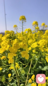 1.不要追求完美，有时候有点缺点也会更贴地气,更容易被他人接受，毕竟太优秀的人也会给身边人压力。

2.不要去刻意追求别人具备而自己不具备的优点，你就发展自己的特长就好，青蛙不会爬树，它蛙泳很棒。

3.当你自卑时，说明你想改变，那就去改变就好了，改变自己能改变的，接纳自己无法改变的，而不是能改变不去改变，却一直活在不能改变的自卑里。配图