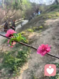 桃花已看
会有桃花运吗……
