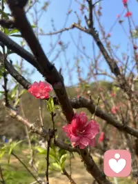 桃花已看
会有桃花运吗……