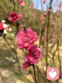 桃花已看
会有桃花运吗……