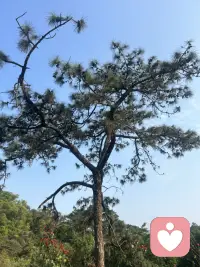 桃花已看
会有桃花运吗……