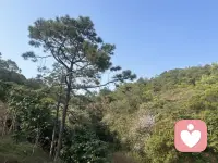 桃花已看
会有桃花运吗……