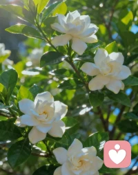 知心者可养心，懂你言外之意，解你心头烦忧，一份默契便足以慰藉岁月。与知己相伴，心灵有归处，日子便添几分从容惬意。配图