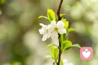 春天适合开花，我们适合开心！🌷
万物向阳，日子温柔，你也要闪闪发光✨配图