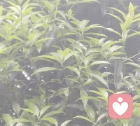 学会释怀过往遗憾，看淡人际纷争，心无挂碍，方能步履轻盈，在烟火日常里收获自在与欢愉。配图