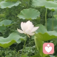 开心如风，快乐似雨，唯有拥有健康，才能自在呼风唤雨。吉祥为天，幸福作地，守住平安，方能从容顶天立地。
 
细细想来，健康是最踏实的财富，平安是最无价的福气。人的一生，功名利禄不过过眼浮云，身心无恙、岁岁安稳，才是心底最真切的期盼。
 
作为陪伴者，我愈发懂得安稳与健康的重量。愿每个人都爱惜身体、守护平安，抓住细碎平凡的幸福，安稳度过朝朝暮暮。倘若内心郁结、心绪难安，我一直都在，静静聆听，温柔相伴。配图