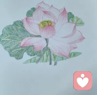 看着这朵彩铅绘就的荷花，心也跟着静了下来。
像此刻的心情，没有喧嚣，没有焦灼，只余下一份淡淡的安然——像荷风拂过水面，把所有浮躁都抚平了。原来有些美好，从来都不用刻意寻找，它就藏在一笔一画的温柔里，等你静下心来，慢慢遇见。配图