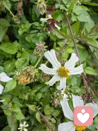 安全型依恋关系的建立：都源于一个核心：​​在需要时，能获得稳定、可预测的回应​​。这会内化为一个人内心深处的安全感，让他相信世界是安全的，关系是值得信任的。