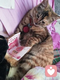 为你准备了一张今日份的“心理日签”，希望能给你带来一点宁静和力量：

“你的感受值得被看见，
不必急着‘解决’它，
试着先陪自己坐一会儿。”

💡 今日心理小提示：
有时候我们感到痛苦，不是因为情绪本身，而是因为急于摆脱它。今天，试着像对待一位疲惫的朋友那样，对待自己的情绪——不评判，不驱赶，只是静静地陪着。

祝你今天内心安稳。配图